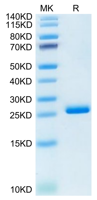 Human LILRB2 Domain 1&2 on Tris-Bis PAGE under reduced condition. The purity is greater than 95%.Recombinant Human LILRB2/CD85d/ILT4 Domain1&2 Protein, Active