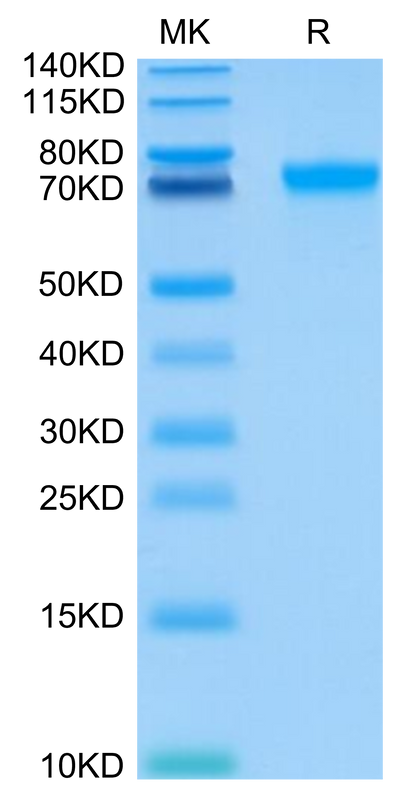 Human LILRB2 on Tris-Bis PAGE under reduced condition. The purity is greater than 95%.Recombinant Human LILRB2/CD85d/ILT4 Protein, Active