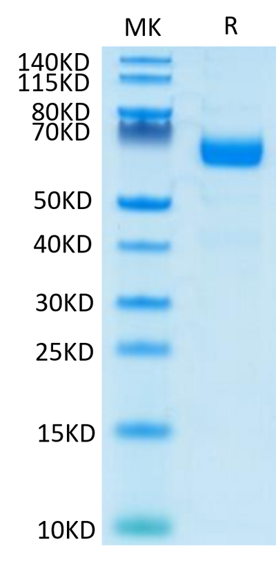 Human LILRA4 on Tris-Bis PAGE under reduced conditions. The purity is greater than 95%.Recombinant Human LILRA4/CD85g Protein