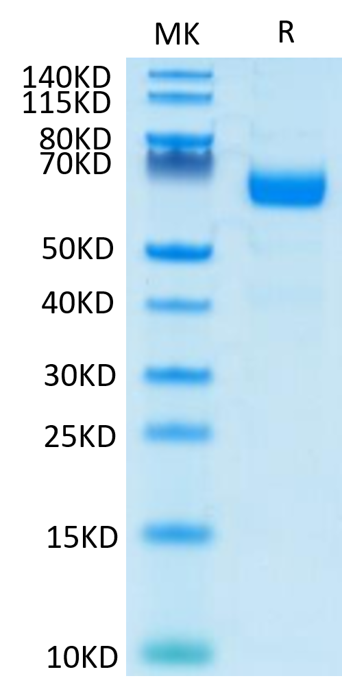 Human LILRA4 on Tris-Bis PAGE under reduced conditions. The purity is greater than 95%.Recombinant Human LILRA4/CD85g Protein