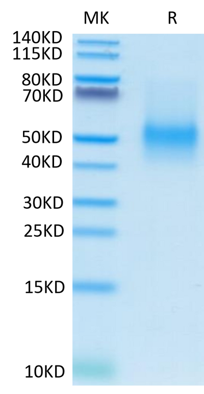 Mouse PD-L1 on Tris-Bis PAGE under reduced condition. The purity is greater than 95%.Recombinant Mouse PD-L1/B7-H1 Protein, Active