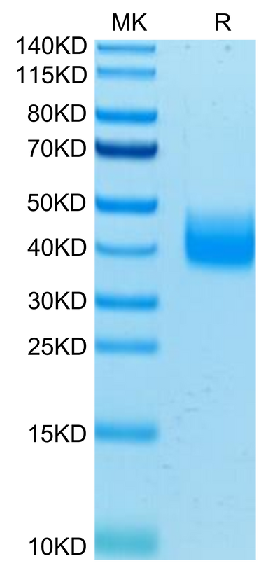 Human LILRA5 on Tris-Bis PAGE under reduced condition. The purity is greater than 95%.Recombinant Human LILRA5/CD85f/ILT11 Protein