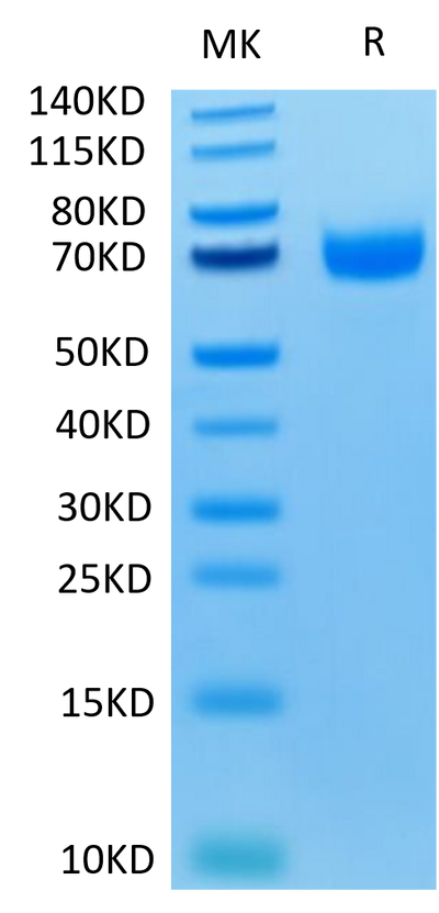 Human LILRA3 on Tris-Bis PAGE under reduced condition. The purity is greater than 95%.Recombinant Human LILRA3/CD85e Protein