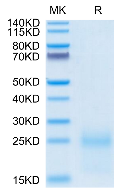 Cynomolgus TSLP on Tris-Bis PAGE under reduced condition. The purity is greater than 95%.Recombinant Cynomolgus TSLP Protein, Active