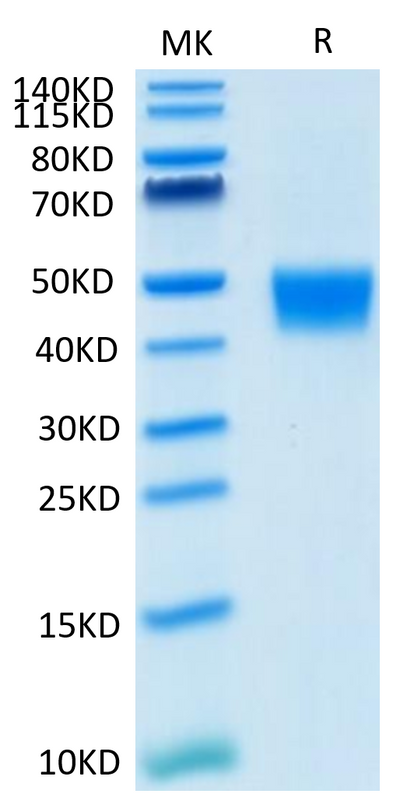 Biotinylated Mouse MSLN on Tris-Bis PAGE under reduced condition. The purity is greater than 95%.Biotinylated Mouse MSLN/Mesothelin Protein (Primary Amine Labeling), Active