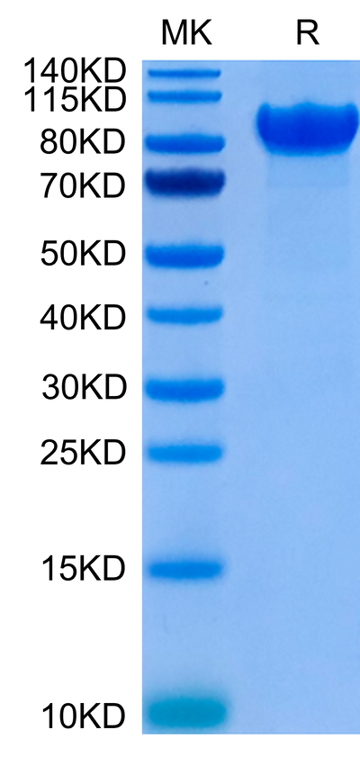 Human LILRB1 on Tris-Bis PAGE under reduced conditions. The purity is greater than 95%.Recombinant Human LILRB1/CD85j/ILT2 Protein, Active