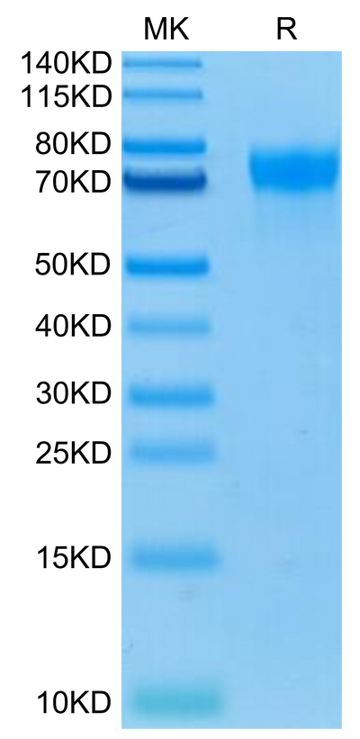 Biotinylated Human LILRA1 on Tris-Bis PAGE under reduced condition. The purity is greater than 95%.Biotinylated Human LILRA1/CD85i/LIR-6 Protein