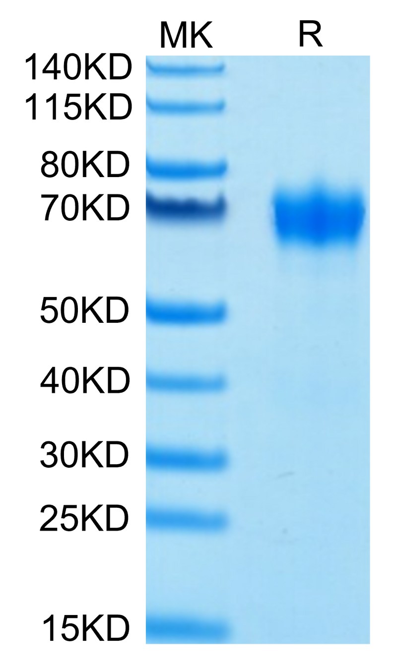 Biotinylated Human GM-CSF R alpha on Tris-Bis PAGE under reduced conditions. The purity is greater than 95%.Biotinylated Human GM-CSF R alpha Protein, Active