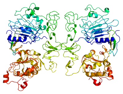 Protein TGFA - Created by Emw under the CC https://creativecommons.org/licenses/by-sa/3.0/deed.en