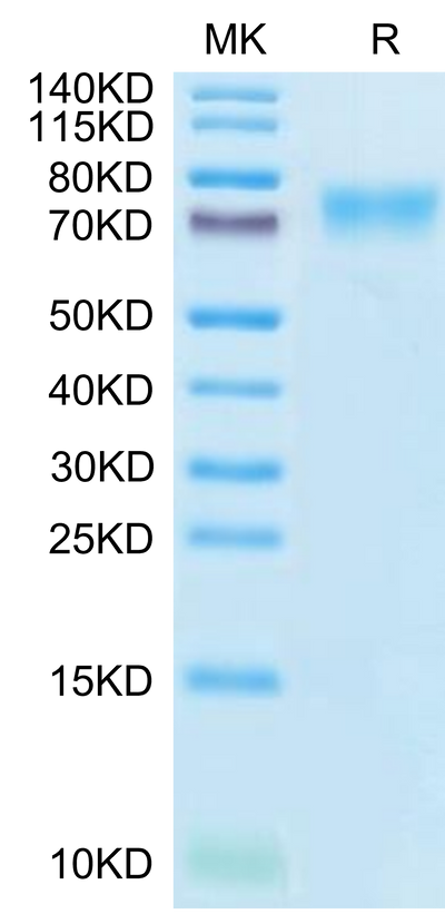 Human LILRB1 on Tris-Bis PAGE under reduced conditions. The purity is greater than 95%.Recombinant Human LILRB1/CD85j/ILT2 Protein, Active