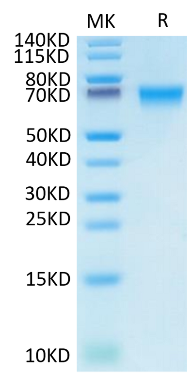 Biotinylated Human LILRB1 on Tris-Bis PAGE under reduced condition. The purity is greater than 95%.Biotinylated Human LILRB1/CD85j/ILT2 Protein, Active