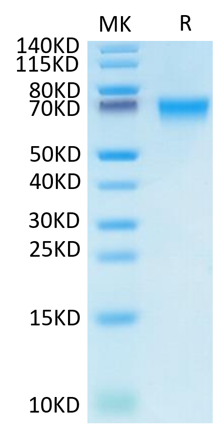 Biotinylated Human LILRB1 on Tris-Bis PAGE under reduced condition. The purity is greater than 95%.Biotinylated Human LILRB1/CD85j/ILT2 Protein, Active