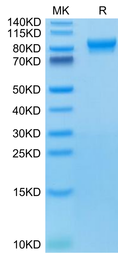 Human LILRB1 on Tris-Bis PAGE under reduced conditions. The purity is greater than 95%.Recombinant Human LILRB1/CD85j/ILT2 Protein, Active