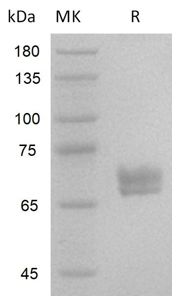 Greater than 95% as determined by reducing SDS-PAGE.Recombinant Human Wnt3a V3 Protein