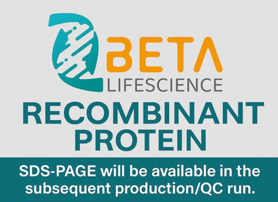 Beta Lifescience recombinant protein notice with SDS-PAGE availability in next QC runHuman IL12A (Interleukin-12 Subunit Alpha) - Recombinant Protein