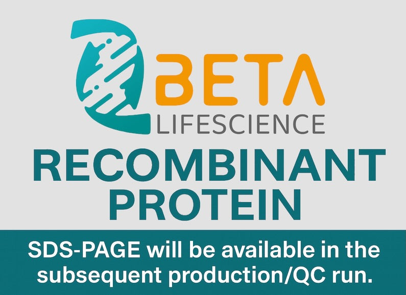 Beta Lifescience recombinant protein notice with SDS-PAGE availability in next QC runHuman IL12A (Interleukin-12 Subunit Alpha) - Recombinant Protein