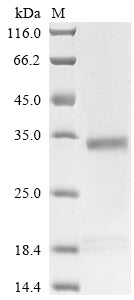 Greater than 85% as determined by SDS-PAGE.