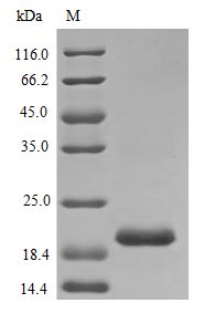 Image for Recombinant Rat Prolactin Protein (PRL), Active