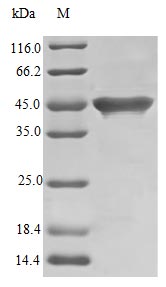 Recombinant Streptococcus Sp Streptokinase G Protein (SKG), ActiveRecombinant Streptococcus Sp Streptokinase G Protein (SKG), Active