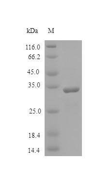 Image for Recombinant Human Sparc Protein (SPARC), Active
