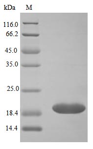 Image for Recombinant Human Neutrophil Gelatinase-Associated Lipocalin (LCN2), Active