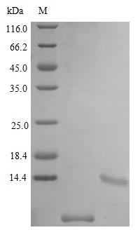 Image for Recombinant Mouse Uteroglobin Protein (SCGB1A1), Active