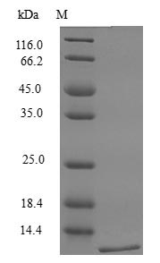Recombinant Mouse Lymphotactin Protein (XCL1), ActiveRecombinant Mouse Lymphotactin Protein (XCL1), Active