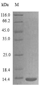 Image for Recombinant Rat Lymphotactin Protein (XCL1), Active