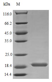 Image for Recombinant Human Interleukin-17B Protein (IL17B), Active