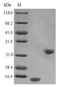 Image for Recombinant Human Interleukin-5 Protein (IL5), Active