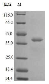 Greater than 97% as determined by SDS-PAGE.Recombinant Human Interleukin-12 Subunit Alpha Protein (IL12A), Active
