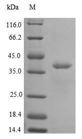 Greater than 97% as determined by SDS-PAGE.