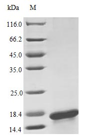 Image for Recombinant Human Interleukin-17F Protein (IL17F), Active
