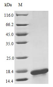 Recombinant Human Interleukin-17F Protein (IL17F), Active