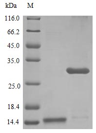 Image for Recombinant Human Interleukin-17A Protein (IL17A)