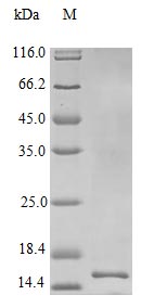 Image for Recombinant Human Interleukin-22 Protein (IL22), Active