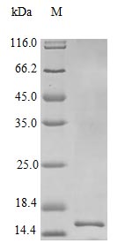 Recombinant Human Interleukin-22 Protein (IL22), Active