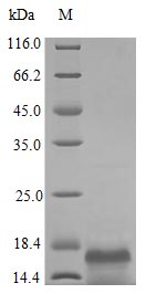Recombinant Human Macrophage Colony-Stimulating Factor 1 Protein (CSF1), Active