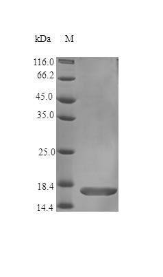 Recombinant Human Fibroblast Growth Factor 1 Protein (FGF1), Active