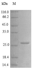 Image for Recombinant Human Vascular Endothelial Growth Factor A Protein (VEGFA), Active