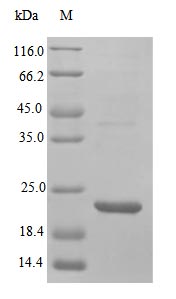 Image for Recombinant Human Vascular Endothelial Growth Factor A Protein (VEGFA), Active