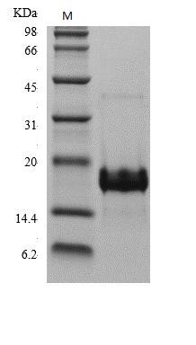 Recombinant Human Placenta Growth Factor Protein (PGF), ActiveRecombinant Human Placenta Growth Factor Protein (PGF), Active