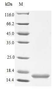 Image for Recombinant Human Neurotrophin-4 Protein (NTF4), Active