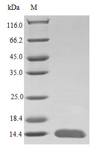 Image for Recombinant Human Glial Cell Line-Derived Neurotrophic Factor Protein (GDNF), Active