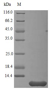 Recombinant Human Neuritin Protein (NRN1), ActiveRecombinant Human Neuritin Protein (NRN1), Active