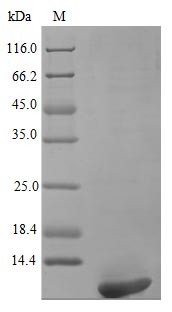Recombinant Human Persephin Protein (PSPN), ActiveRecombinant Human Persephin Protein (PSPN), Active