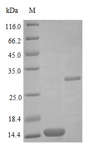 Image for Recombinant Human Bone Morphogenetic Protein 2 Protein (BMP2)