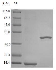 Recombinant Rhesus Macaque Interleukin-5 Protein (IL5), Active