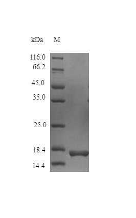 Recombinant Rhesus Macaque Interferon Gamma Protein (IFNG), ActiveRecombinant Rhesus Macaque Interferon Gamma Protein (IFNG), Active