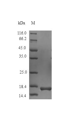 Recombinant Rhesus Macaque Interferon Gamma Protein (IFNG), Active